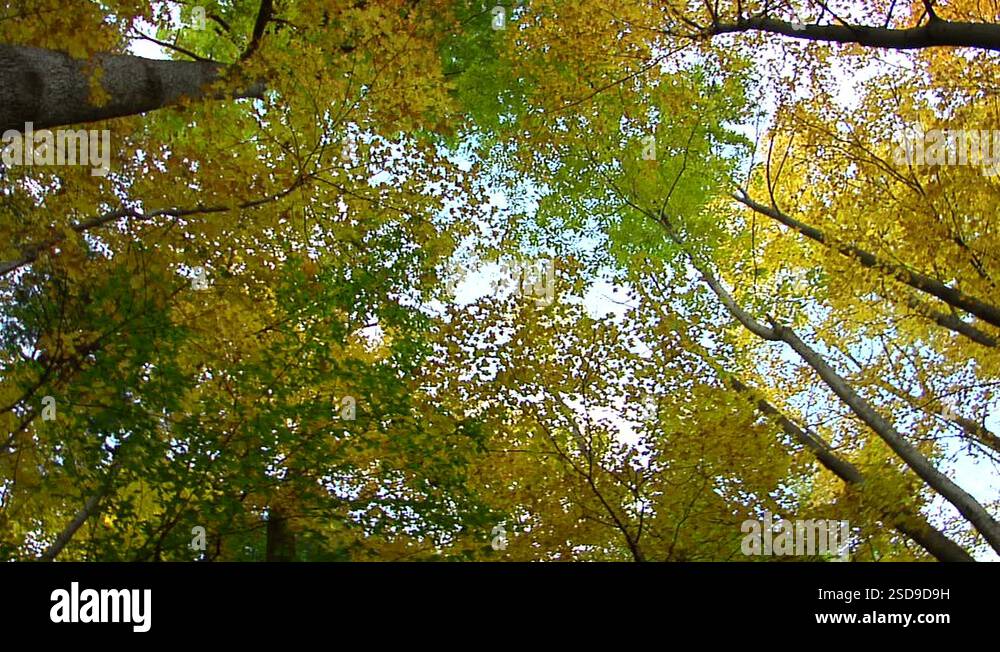 Autumn leaves fall from sky and land directly on lens Stock Video ...