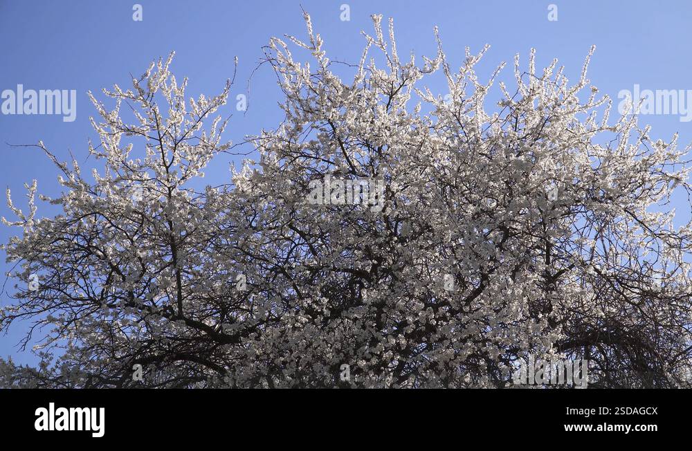 Treetop of the cherry plum tree with beautiful spring white flowers ...