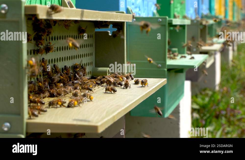 Bees collect nectar. Beehive in the apiary Stock Video Footage - Alamy - Apiary Bird Stock Video
