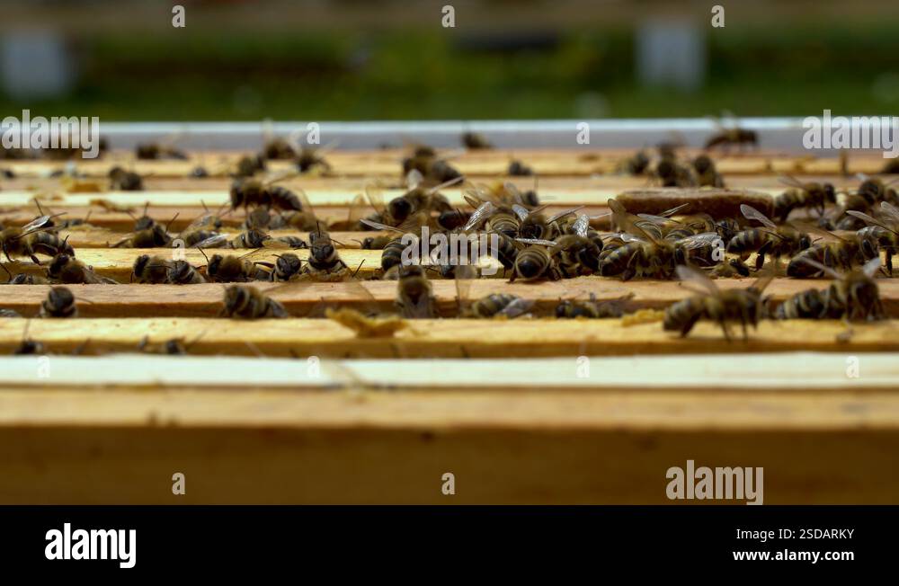 View of Bees collect nectar. Beehive in the apiary Stock Video Footage - Alamy