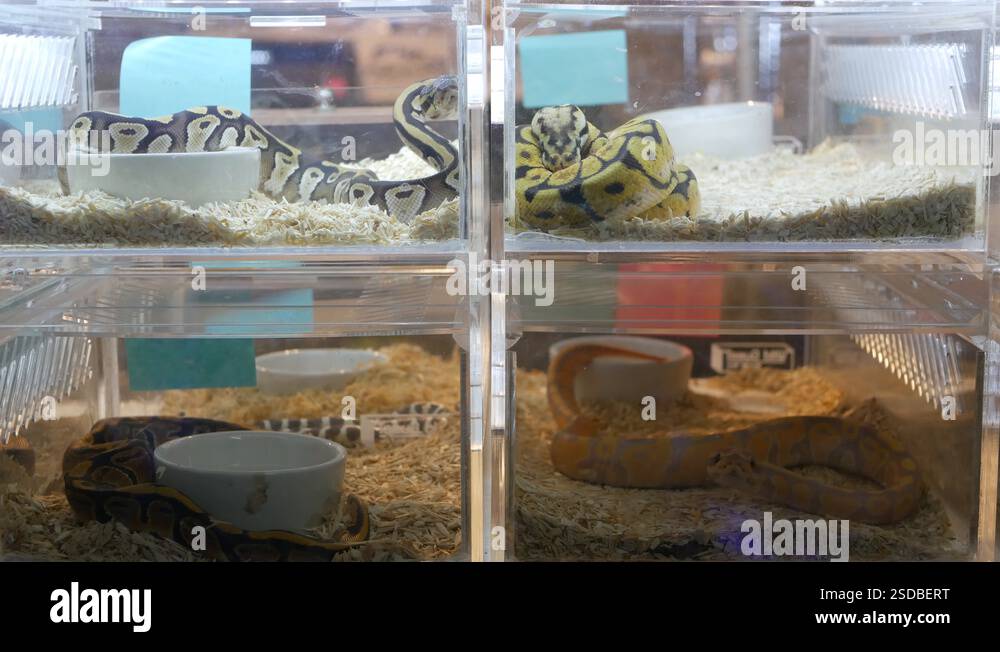 How Often Should a Snake Eat? ( Feeding Guidelines for beginners)