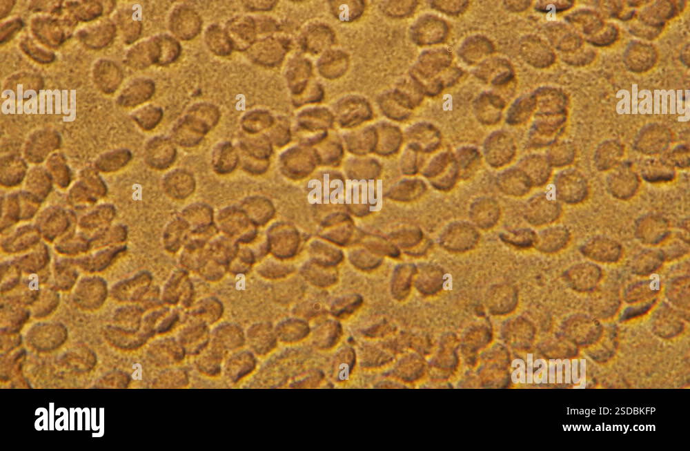 Magnification 600x moving of red blood cells and white blood cells in ...