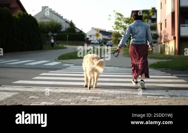 Woman Walks With A Golden Retriever Dog On A Street Crossing The Road ...