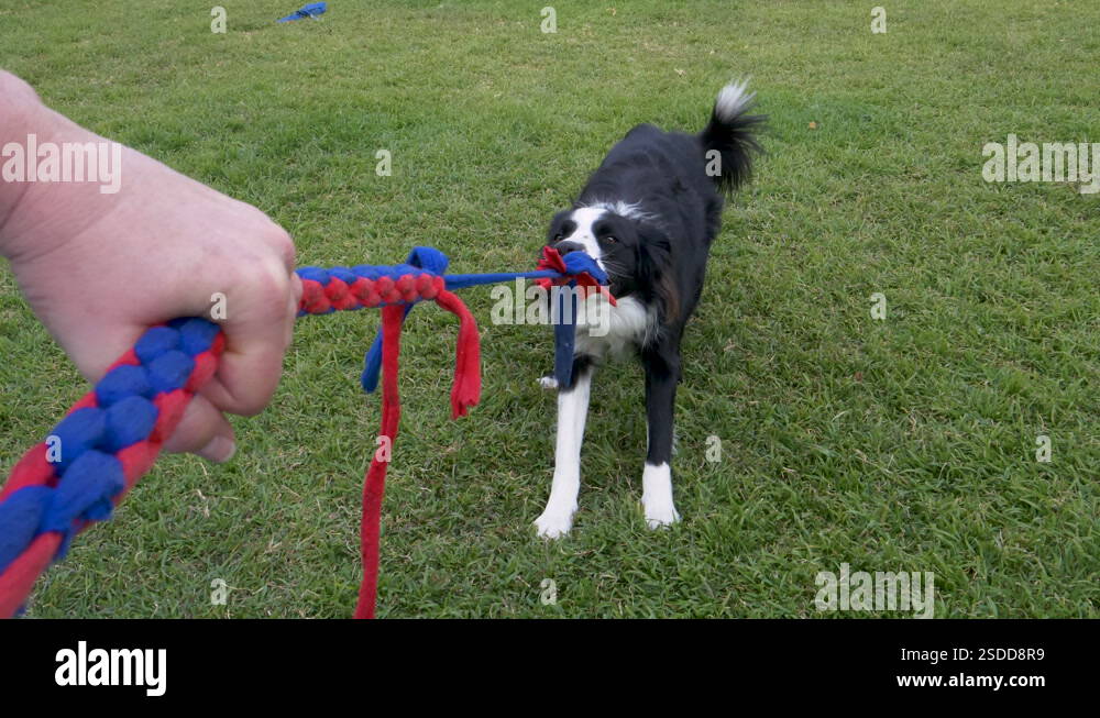 Slow motion view of a cute border collie dog having a tug of war game ...