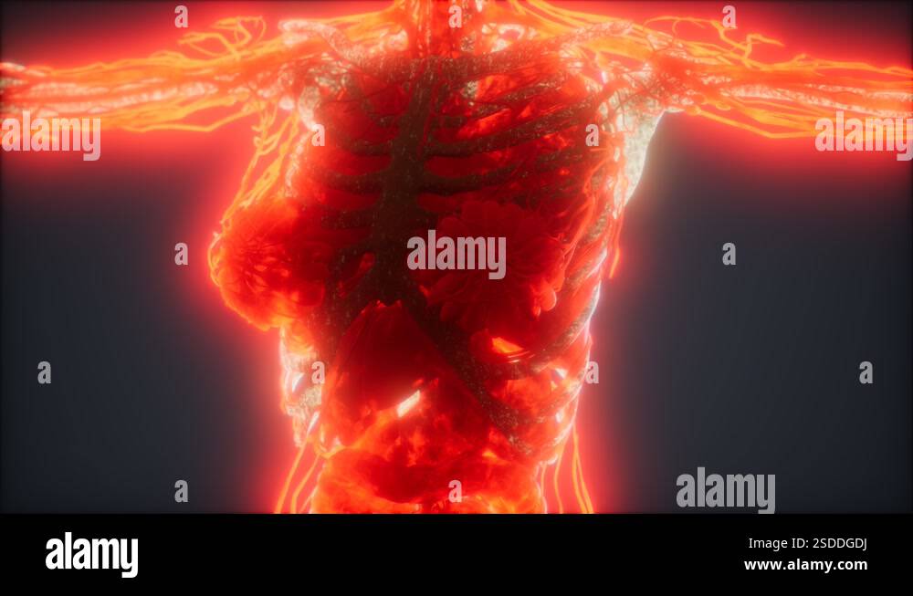 Colorful Human Body animation showing bones and organs Stock Video ...