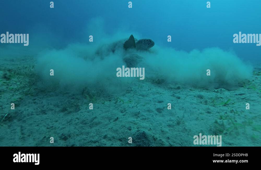Big Sea turtle with Remorafish on shell hiding in a cloud of silt ...