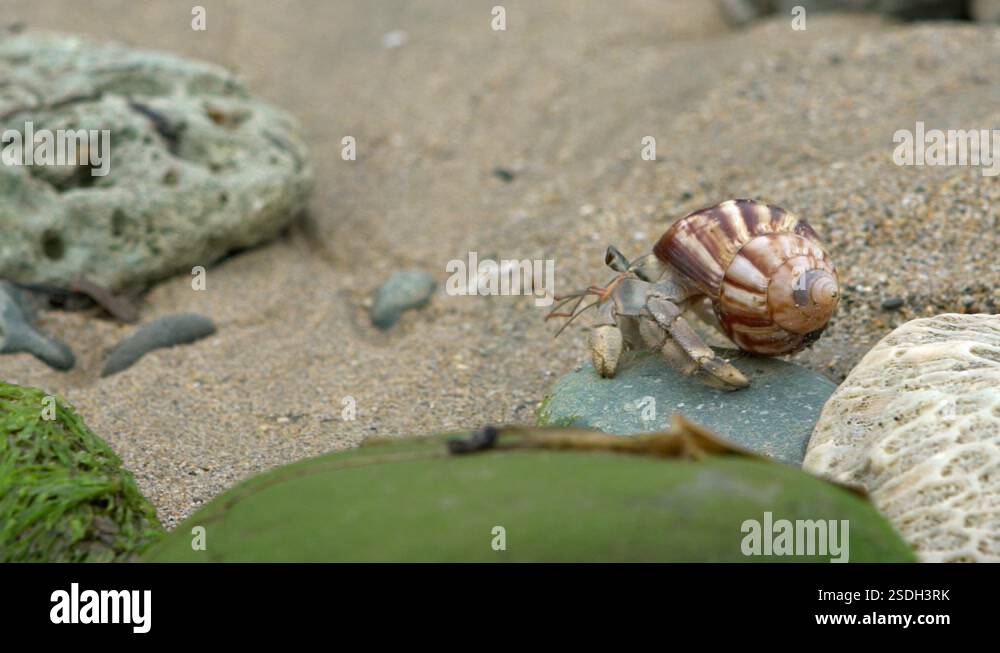 Slowmotion of cute hermit crab carry beautiful shell through marine ...