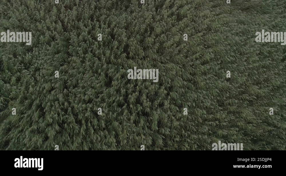 Aerial Rising Strong wind in swinging reeds field aerial rising drone shot Stock ...