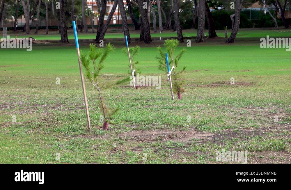 Small newly planted pine trees obstacle course golf course Stock Video ...