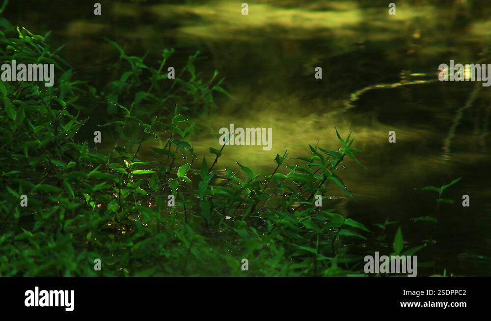 Steam rising off the warm and reflective pond water in the fertile ...