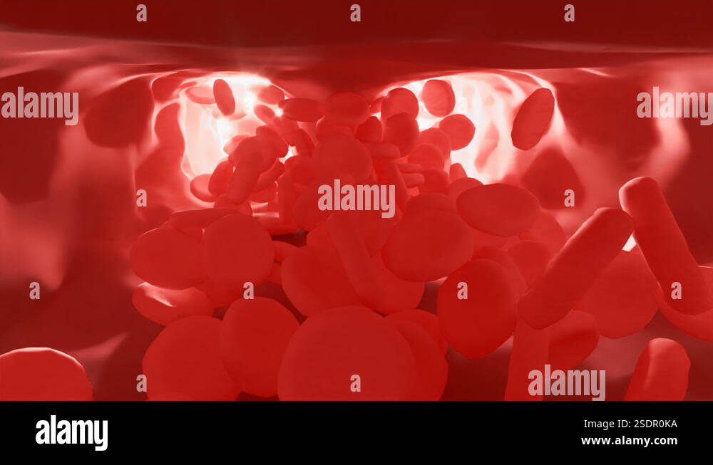 Red blood cells in an artery, flow inside body, medical human health ...