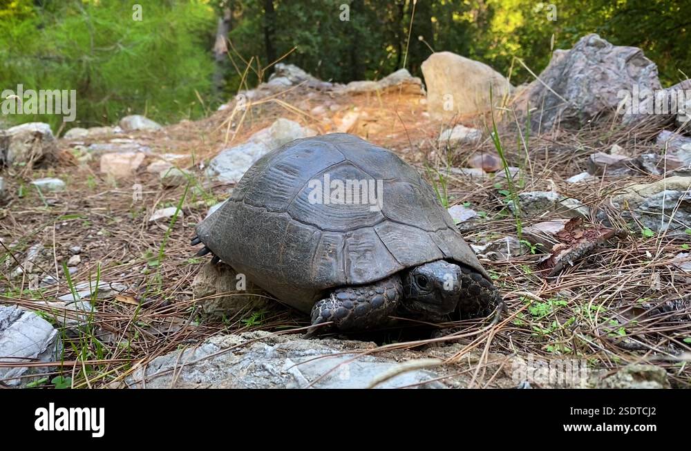 Old turtle moving slowly, showing head and pulls out his paws in wild ...
