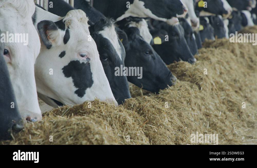 Cows eating Silage in a large dairy farm, milk production Stock Video ...