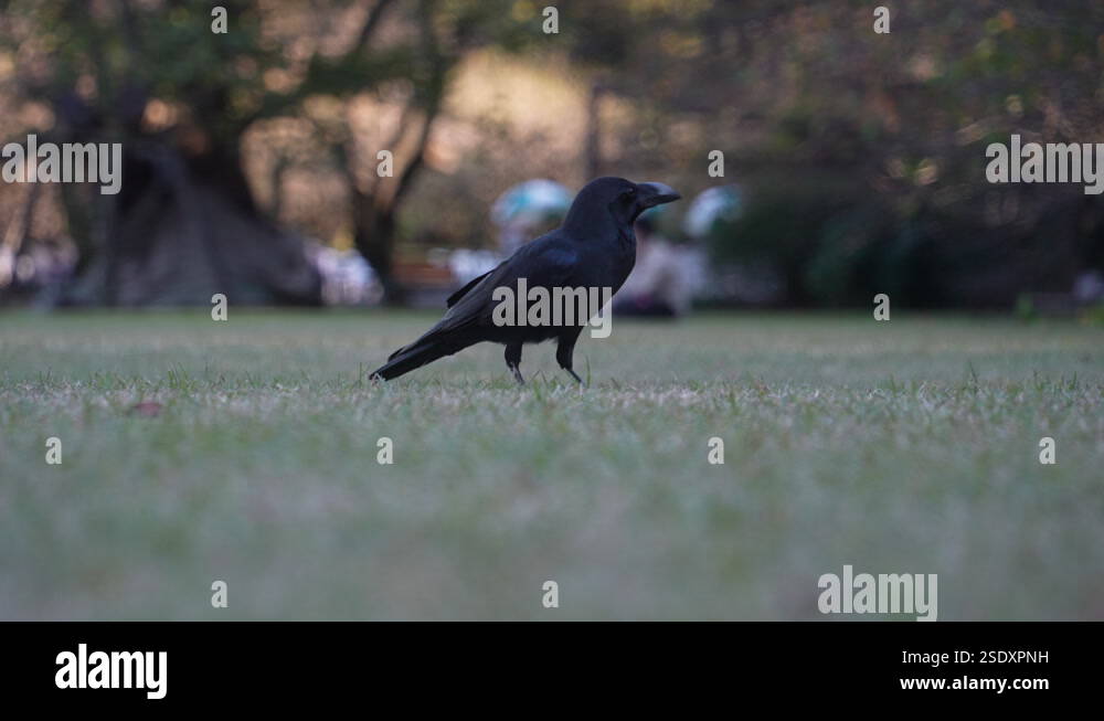 Japanese Gangle Japanese jungle Stock Videos & Footage - HD and 4K Video Clips - Alamy