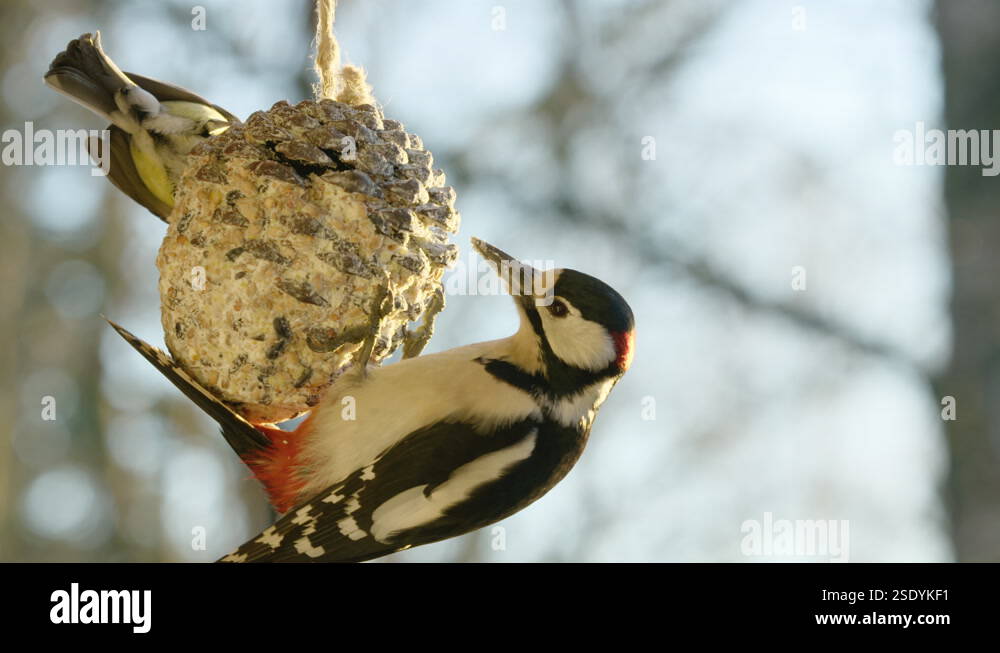 60FPS woodpecker attacking a Great Tit on a pine cone feeder Stock