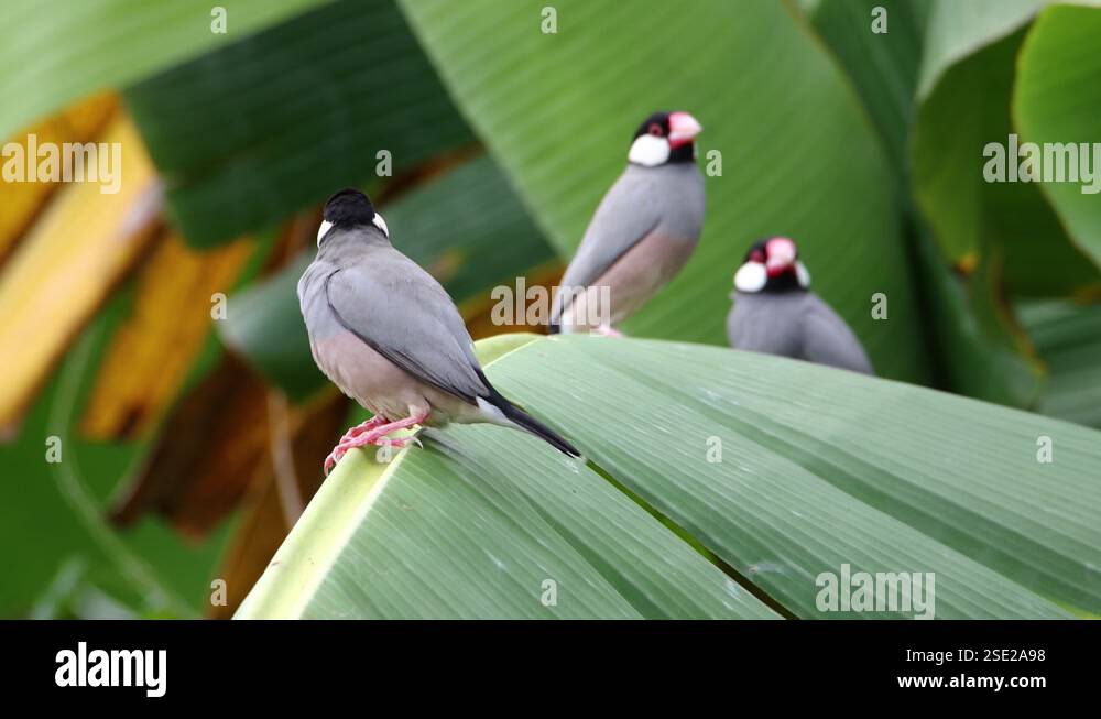 4K nature Wildlife footage of beautiful bird Java sparrow (Lonchura ...