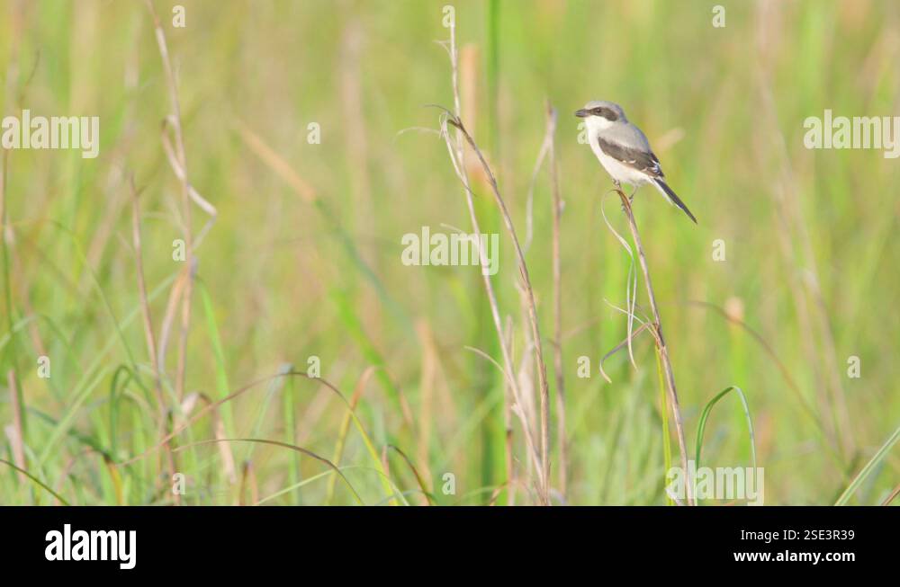 shrike perched on reeds landscape Stock Video Footage - Alamy