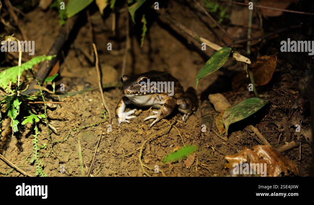 Cane toad on some dirt Costa Rican amphibian wildlife night shot close ...