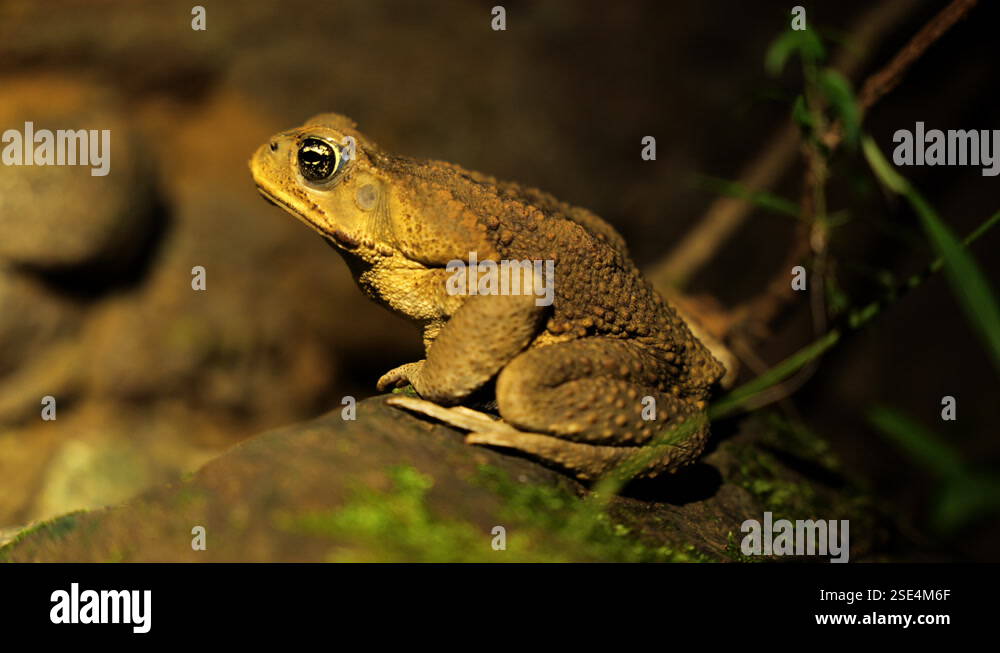 Cane toad on a rock close up rhinella marina nocturnal amphibians Costa ...