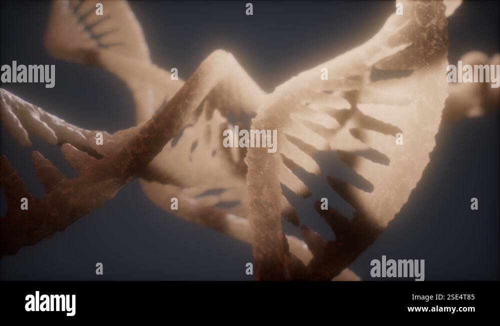 loop double helical structure of dna strand close-up animation Stock ...