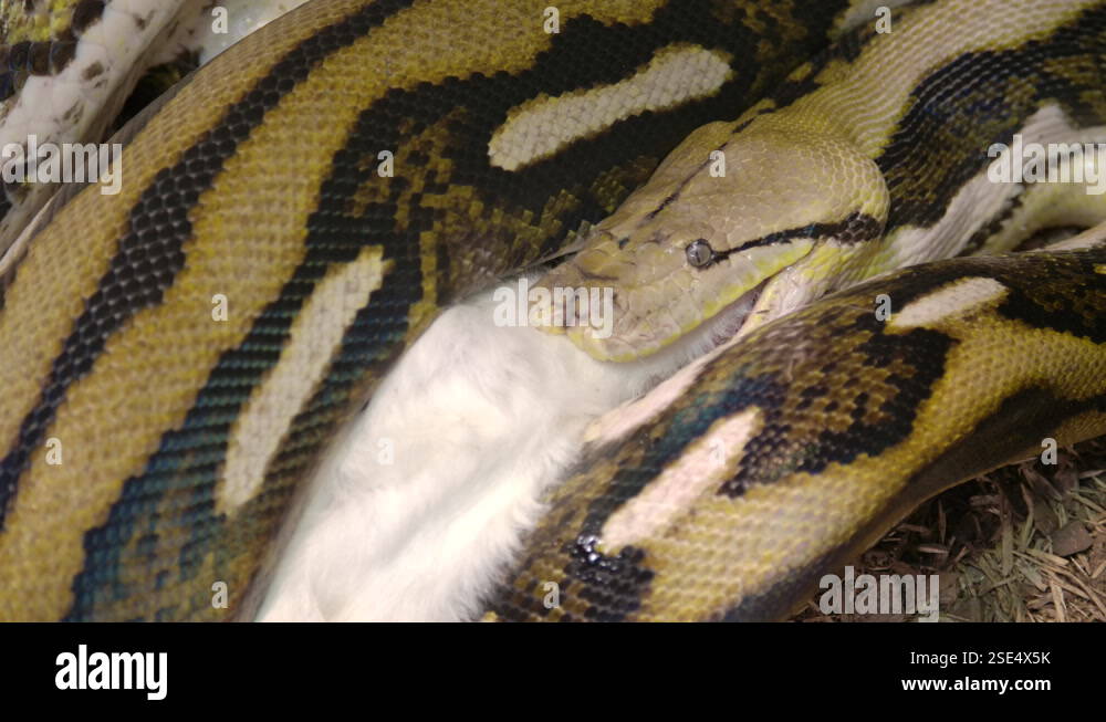 Reticulated python in captivity eating a large mammal wrapped up in ...
