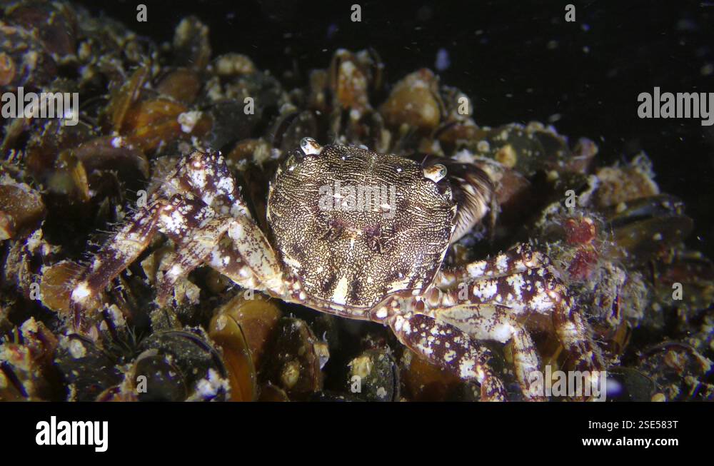 Marbled rock crab (Pachygrapsus marmoratus) is eating something, rear ...
