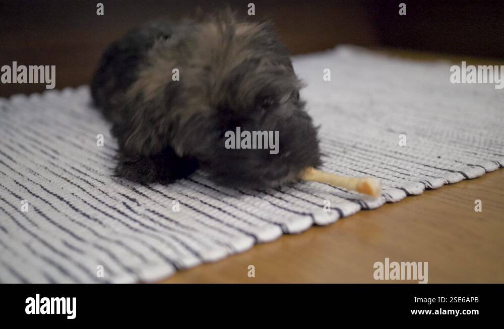 Adorable puppy dog lying down on cute cosy carpet while chewing on a ...