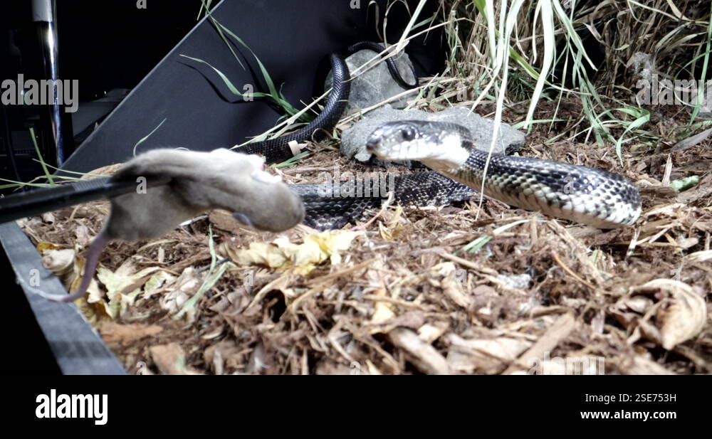 Snake Feeding Habits In Captivity Detailed Reference: Black Rat Snake Eating A Mouse In Captivity Stock Video