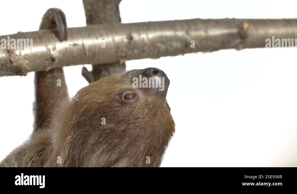 White background sloth with copy space hanging upside down slow motion ...