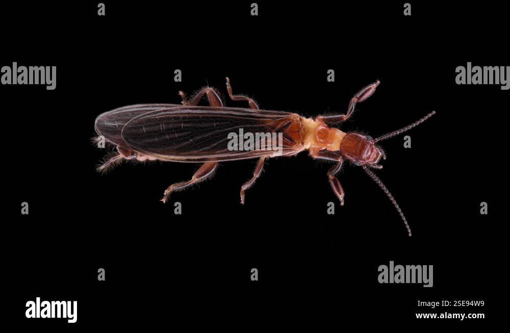 Emaba Insect relic insect Embia savignyi under a microscope, male. Of the family ...