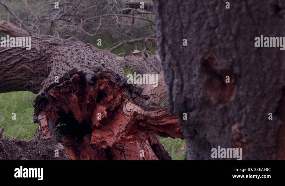 Destruction caused by strong winds as a tree is uprooted Stock Video ...