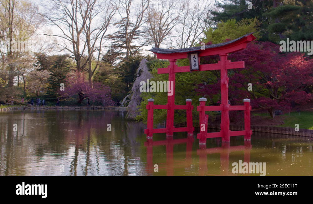 A traditional Japanese Shinto Torii Gate floats in the middle of a pond ...