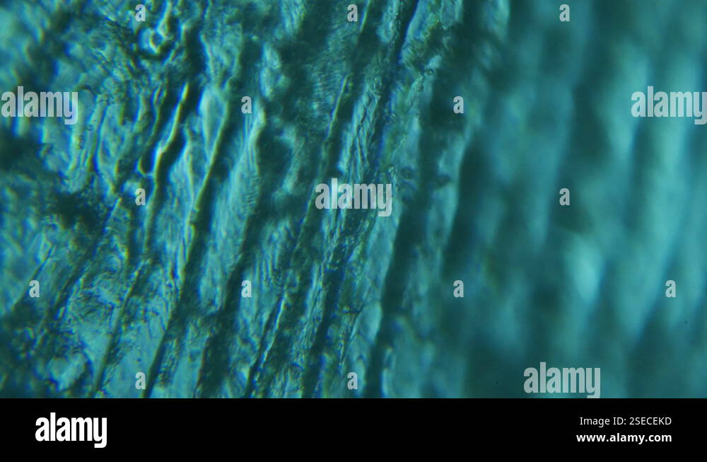 Scales of sea food fish under the microscope. Migration and variability ...