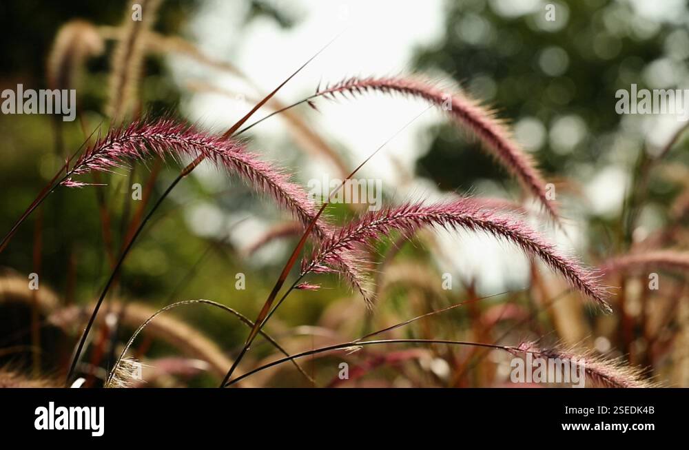 Reed plant Stock Videos & Footage - HD and 4K Video Clips - Alamy