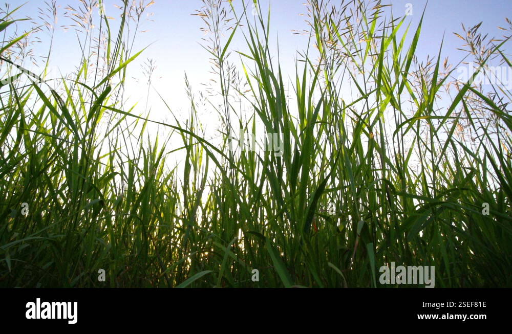 The Camera Moves Through The Grass Like Camera Movement In The Grass 