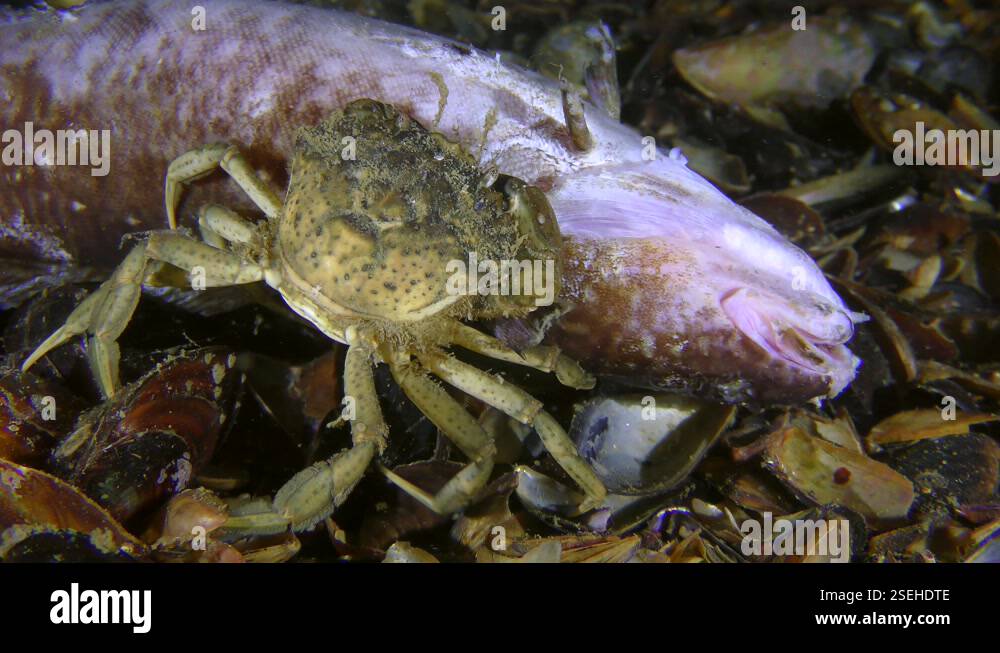 Green crab (Carcinus maenas) eats dead fish, back view, close-up Stock ...