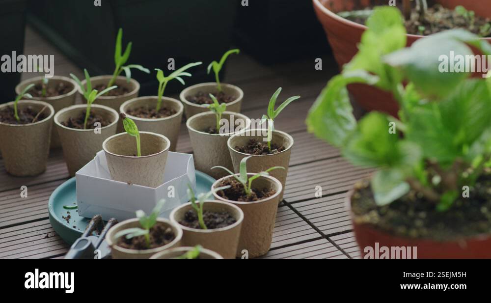 Mini garden, put small sprout into paper cup Stock Video Footage - Alamy