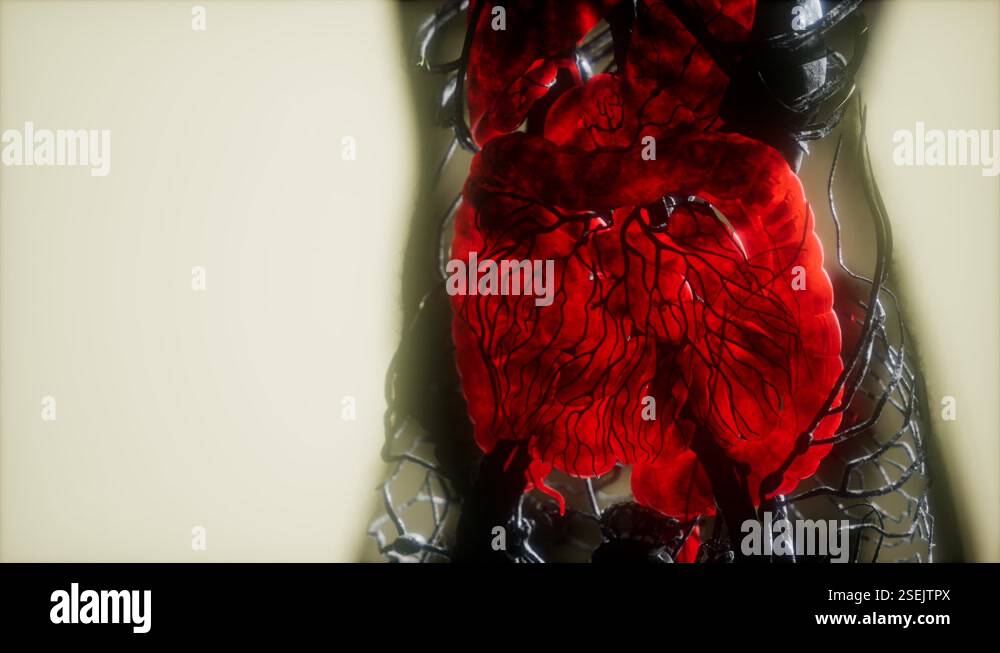 Body xray organs Stock Videos & Footage - HD and 4K Video Clips - Alamy