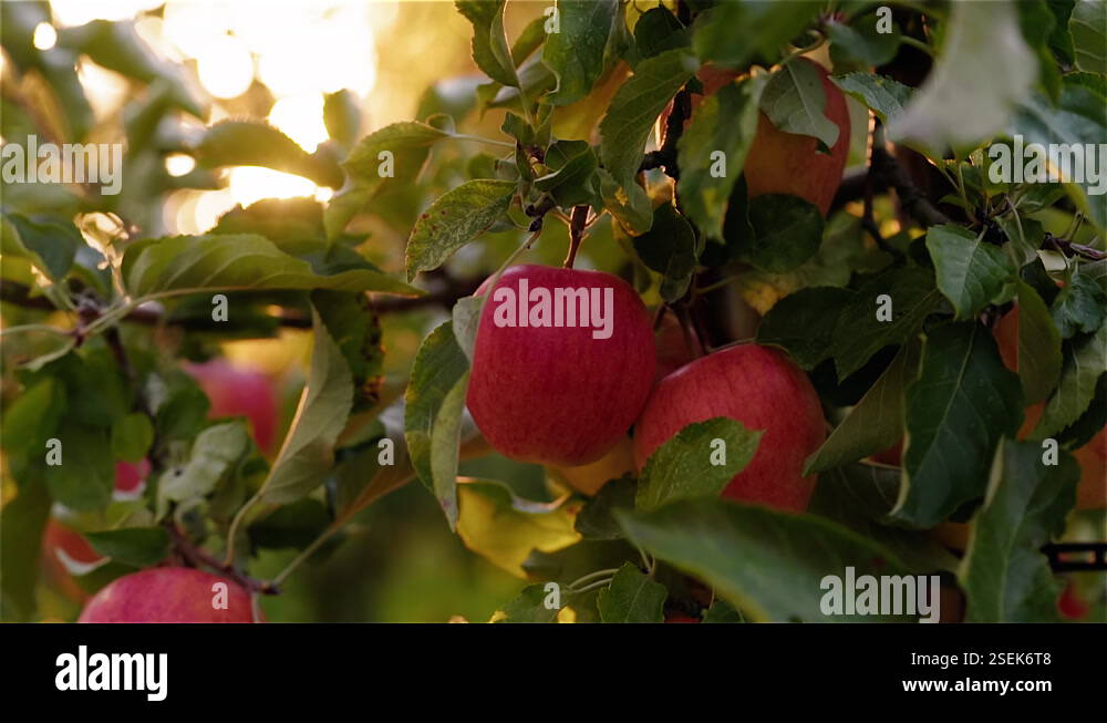 Two ripe red apples hanging on an apple tree ready to be reaped. Golden ...
