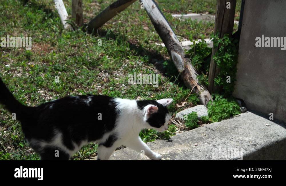 black and white stray cat in the grass of a park in the sun Stock Video ...