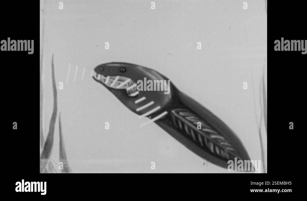 1950s Tadpole on bottom of water. Illustration of tadpole breath water