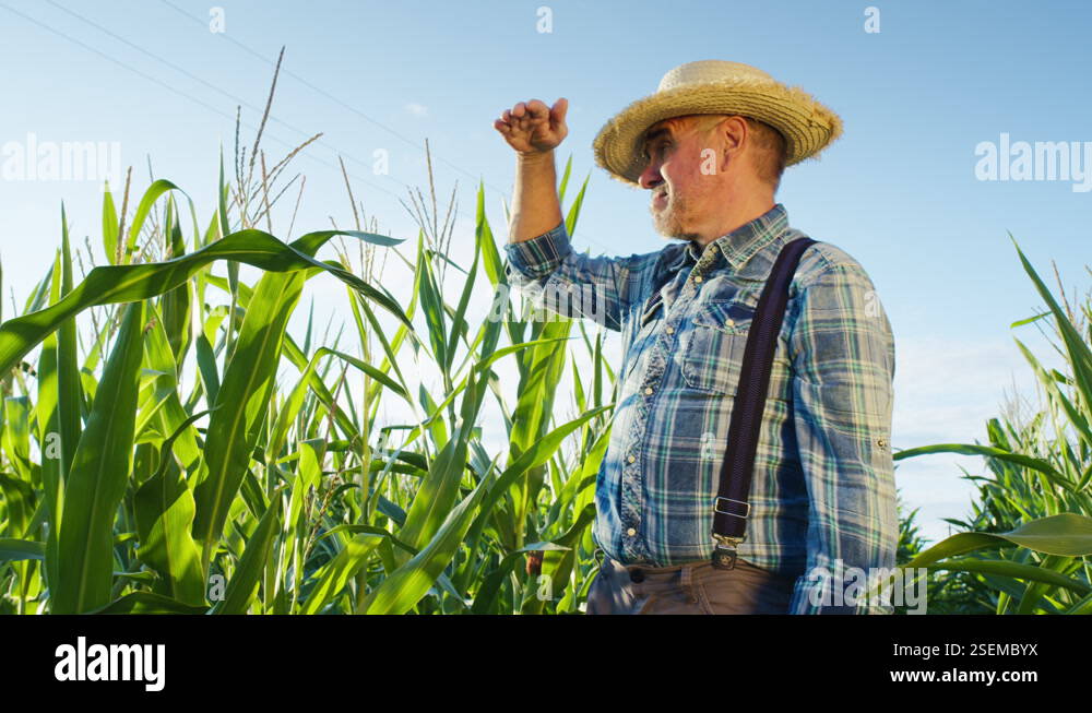 Farmer wearing straw hat standing in cornfield and looking around. Man ...