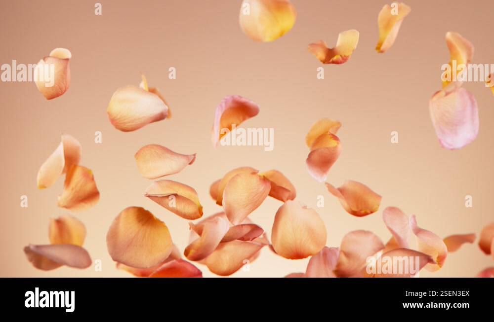 Super slow motion of flying rose petals on clear background Stock Video ...