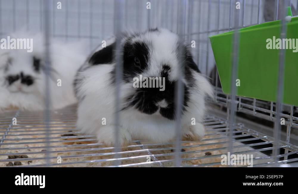 Fluffy rabbit in the cage at agricultural animal exhibition, market ...