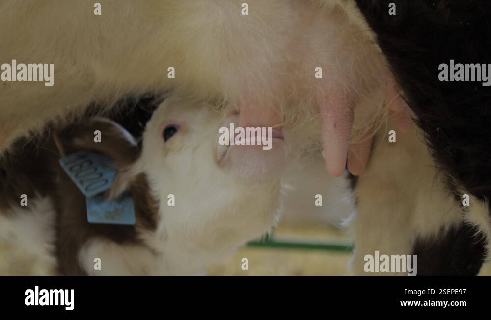Close up: cute brown and white calf drinking milk from mother cow udder ...