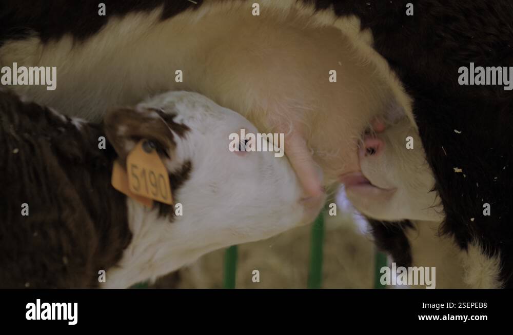Two cute brown and white calves drinking milk from mother cow udder ...