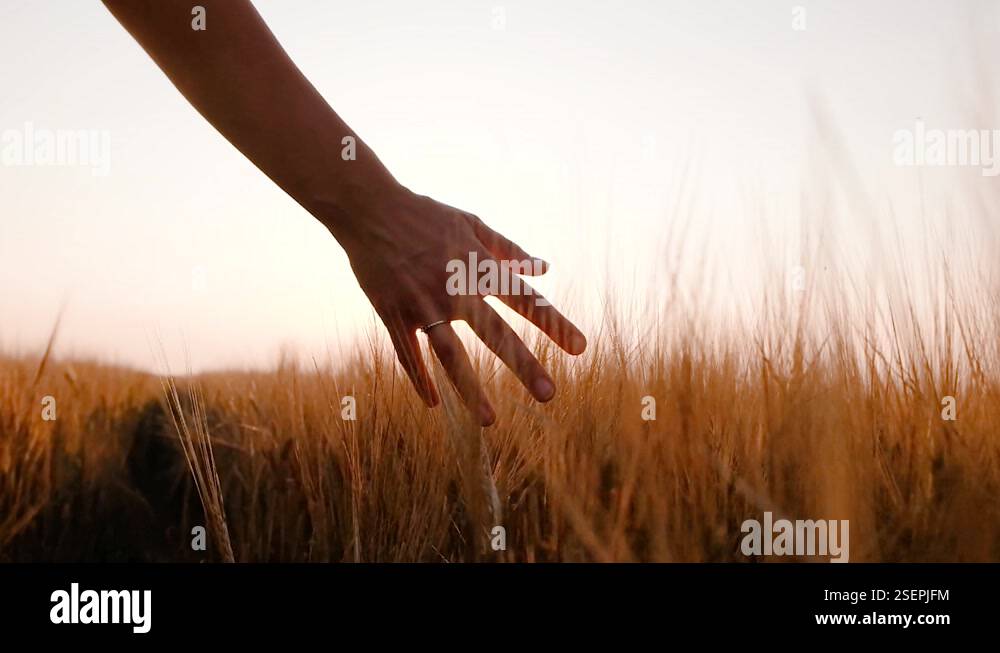 Man's hand touching a golden wheat ear in the wheat field. Young male ...