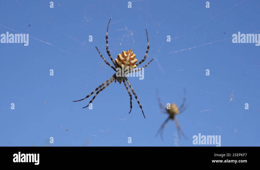 Two large spiders hang in a web against a blue sky Stock Video Footage ...