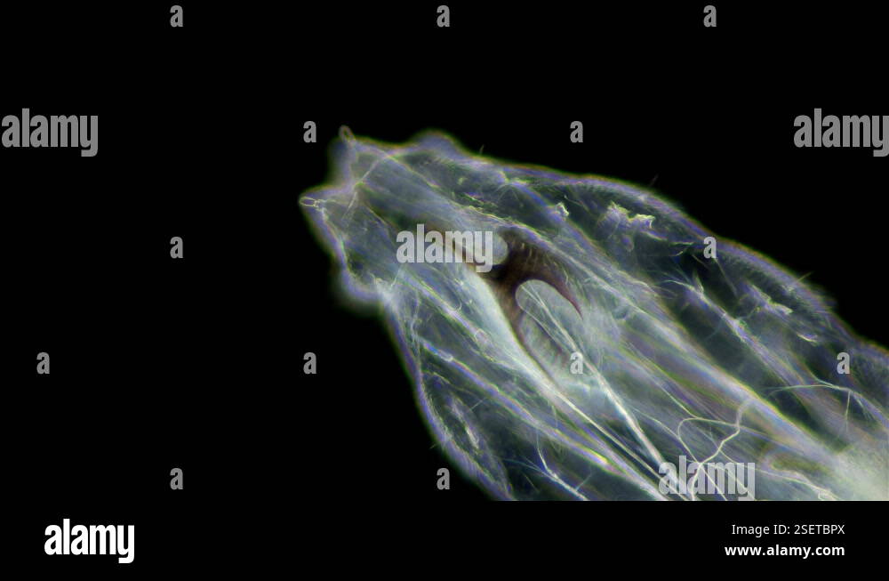 worm-like larva of a fly midge insect of the order Diptera under a ...