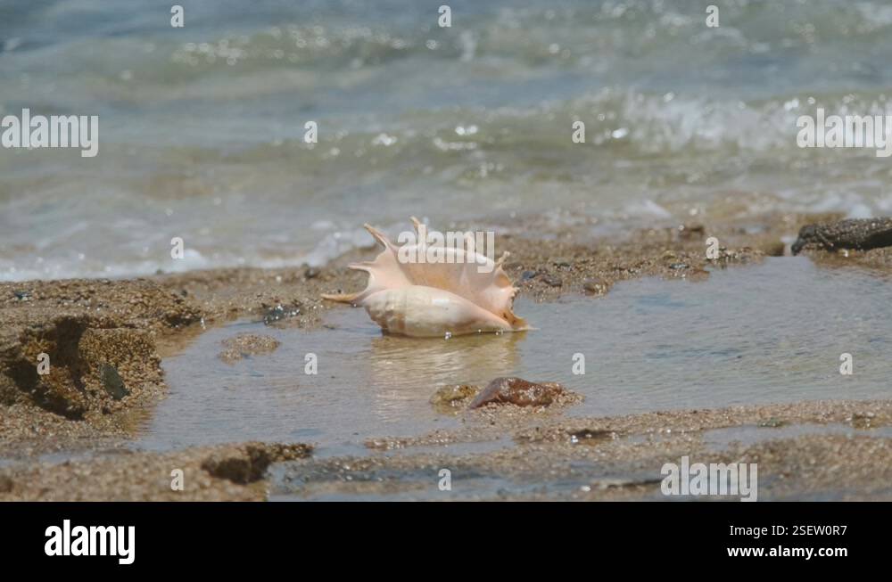 Seashell in the surf zone on background sea waves. Shell of Spider ...